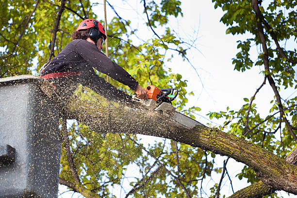 Best Stump Grinding and Removal  in Port Hadlock Irondale, WA